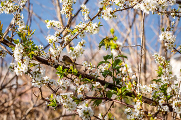 Pájaro posado en la rama de un árbol.