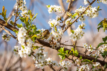 Pájaro posado en la rama de un árbol.