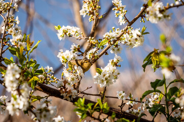 Pájaro posado en la rama de un árbol.