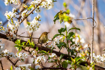 Pájaro posado en la rama de un árbol.