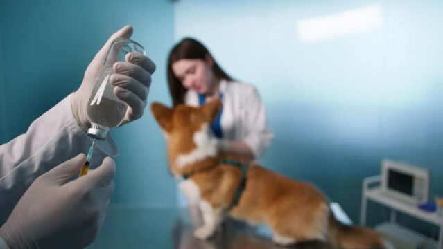 Canine Distemper Vaccine. Protecting Corgi dog against highly contagious, deadly disease with canine distemper vaccine. Vaccine recommended for all dogs, can prevent fever, coughing, and seizures 4K