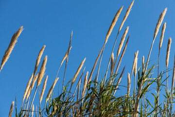 Dry yellow Cortaderia Selloana Pumila feather pampas grass with is on a blue sky background in the park