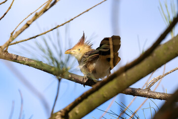 Grussai, RJ, Brazil, 04.21.23 - Guira cuckoo, Guira guira, in a tree near Grussai beach