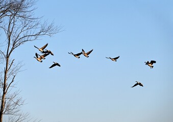 Canada Geese Flying