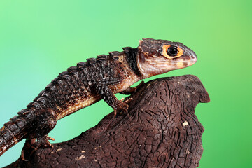 Red-eyed Crocodile Skink (Tribolonotus gracilis).