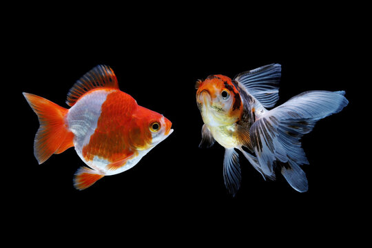 A pair of goldfish (Carassius auratus) species Ryukin and Calico.