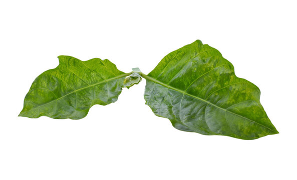 Morinda citrifolia leaf, isolated transparent png