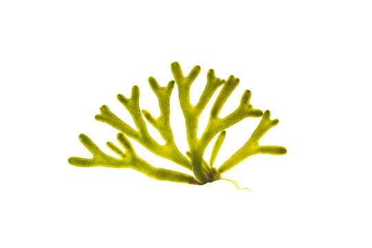 Codium tomentosum or velvet horn green seaweed isolated transparent png. Green alga branch.