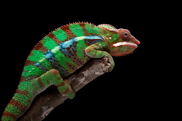 Amazing color of Panther Chameleon (Furcifer pardalis) red bars.
