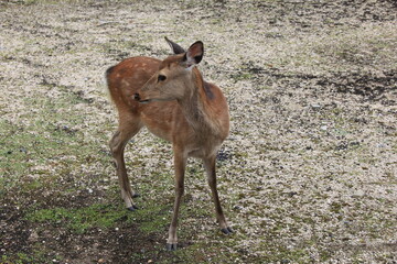 シカ(鹿)/立つ鹿