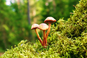 Mushrooms false honey fungus grows in moss.
