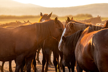 Wild horses running in dust at sunset. Horses aka Yilki Atlari live in Hurmetci Village, between...