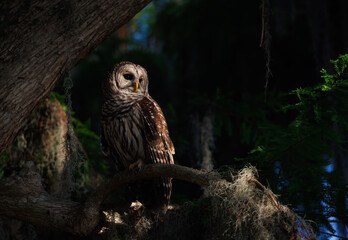 A barred owl in southern Florida 