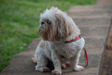 A Shin Tzu dog on a Park bench