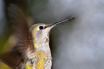Hummingbird Closeup 03