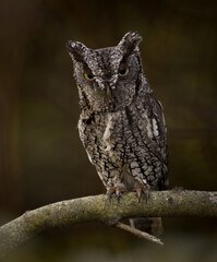 An eastern screech owl in southern Florida 