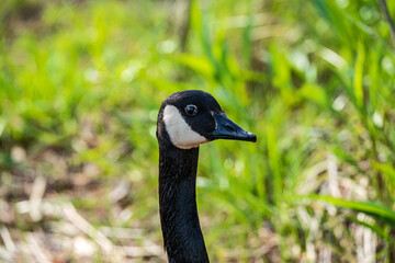 portrait of a goose