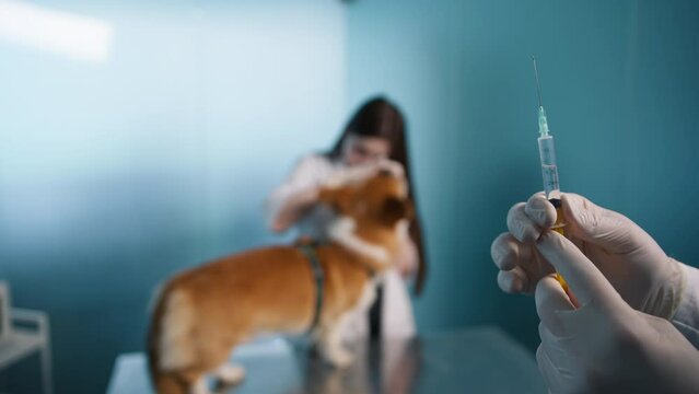 Bordetella Vaccine or kennel cough vaccine helps protect against common respiratory infection that can spread quickly in dog parks, or grooming facilities. Parvovirus Vaccine protect dog against virus