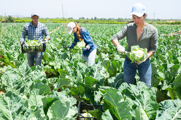 Women and man gathering cauliflowers and filling wicker baskets and buckets while working on plantation.