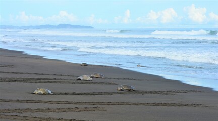 Hawksbill sea turtles (Eretmochelys imbricata) laying eggs in Playa de Camaronal in Costa Rica