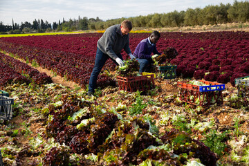 Portrait of men gardeners picking harvest of red lettuce to crates in garden