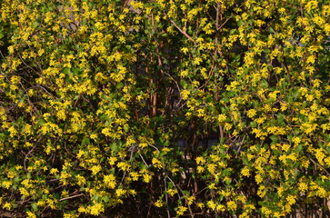 The background consists of small yellow flowers on a yoshta bush.
