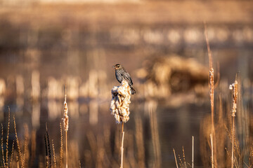 Female red winged black bird in the morning
