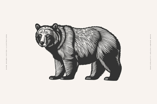 Hand-drawn image of a large brown bear. Forest animal on a light background. Retro picture for your design. Vector illustration in vintage engraving style.