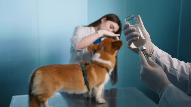 Required by law rabies vaccination background. Rabies vaccine protecting Corgi dog against serious fatal disease. Close up injector with vaccine solution required for all dogs 4K.Veterinary copy space