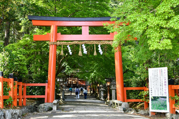 Fototapeta na wymiar 新緑の季節 京都 大田神社の鳥居