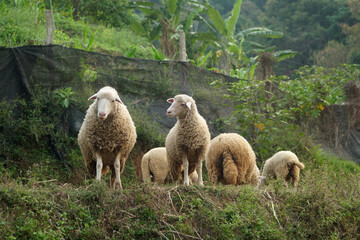 Obraz na płótnie Canvas A flock of sheep in a village