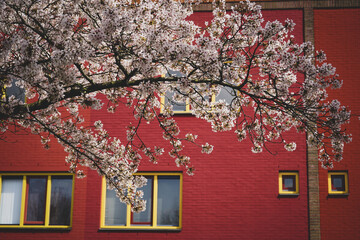 Fototapeta na wymiar Cherry blossoms after winter and sunnt days