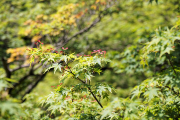 春のイロハモミジ