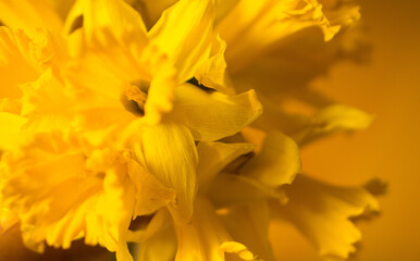 Obraz na płótnie Canvas Background of macro yellow daffodils flowers or narcissus, close up, copy space.