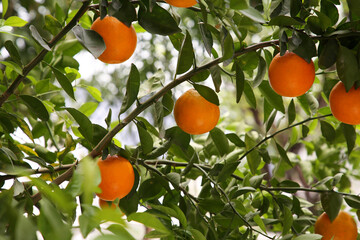 Fresh ripe oranges growing on tree outdoors