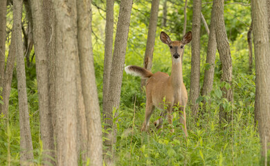 A Walk in the Woods.  Immersing Yourself in the Serenity of the Forest and its Diverse Wildlife - Featuring the White-Tailed Deer.  Wildlife Photography. 