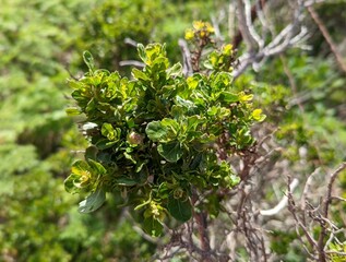 closeup of coyote brush plant along Cowell-Purisima Coastal Trail in Half Moon Bay