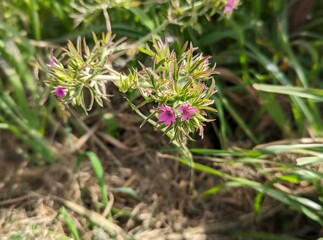 cutleaf geranium plant along Cowell-Purisima coastal trail in Half Moon Bay
