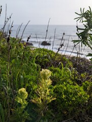 Fototapeta na wymiar coast indian paintbrush plant over Half Moon Bay cliffs