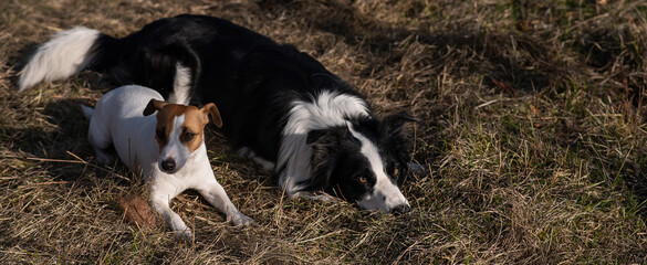 Dog jack russell terrier and border collie lie on yellow autumn grass. Widescreen. 