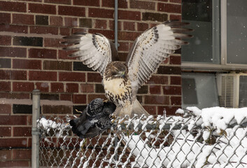 A red-tailed hawk alights on a snowy backyard fence with a pigeon it has just caught
