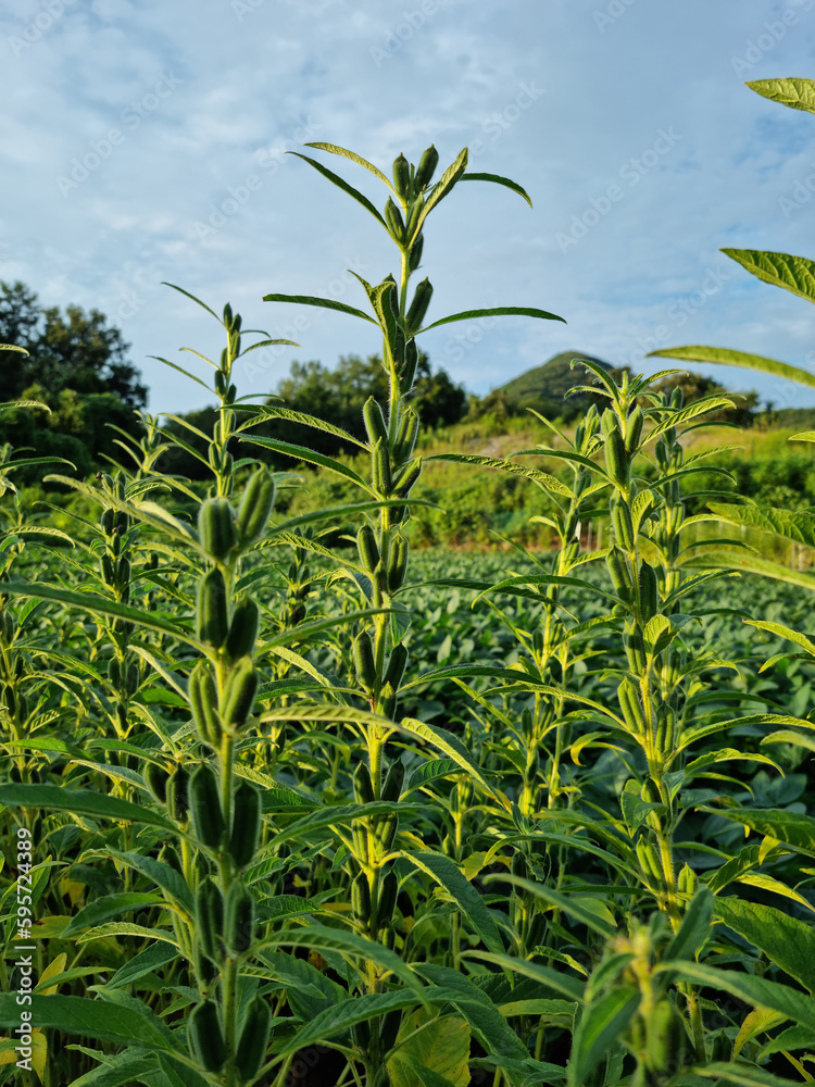 Canvas Prints the appearance of sesame in the field.