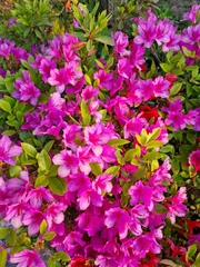 Foto op Plexiglas close-up pink royal azalea blossoms © binimin