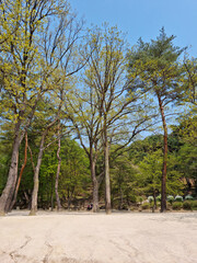 Obraz premium Park with pine trees and forest