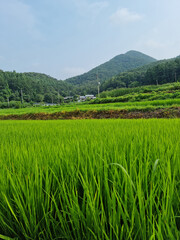 summer green rice field. Rural landscape.