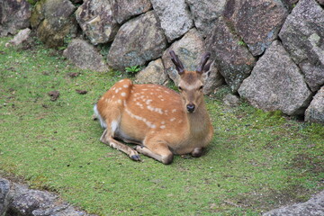 シカ(鹿)/地面に寝そべっている、角のある鹿
