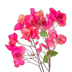 Fototapeta premium Blooming branches, pink red-purple flowers, and inflorescence of bougainvillea isolated on white background