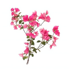 Fototapeta premium Blooming branches, pink red-purple flowers, and inflorescence of bougainvillea isolated on white background