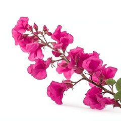Fototapeta premium Blooming branches, pink red-purple flowers, and inflorescence of bougainvillea isolated on white background