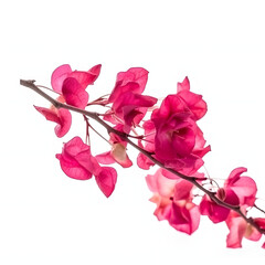 Blooming branches, pink red-purple flowers, and inflorescence of bougainvillea isolated on white background